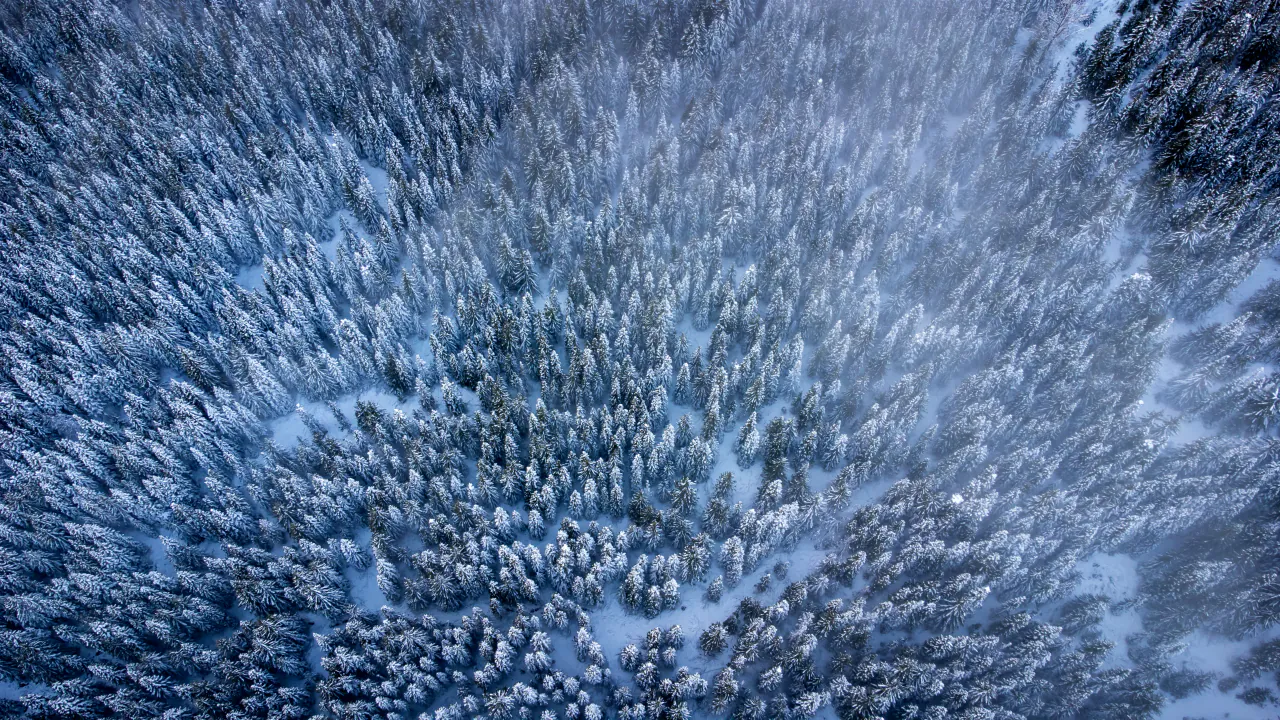 Snow-covered evergreens in a frosted forest at Snoqualmie Pass