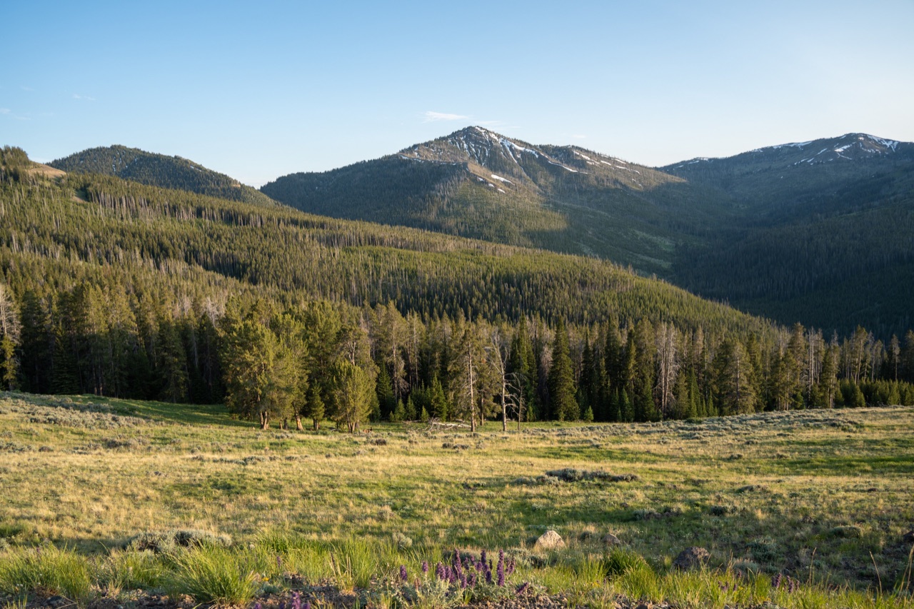 Evening light falling across forested hills and meadows in Yellowstone